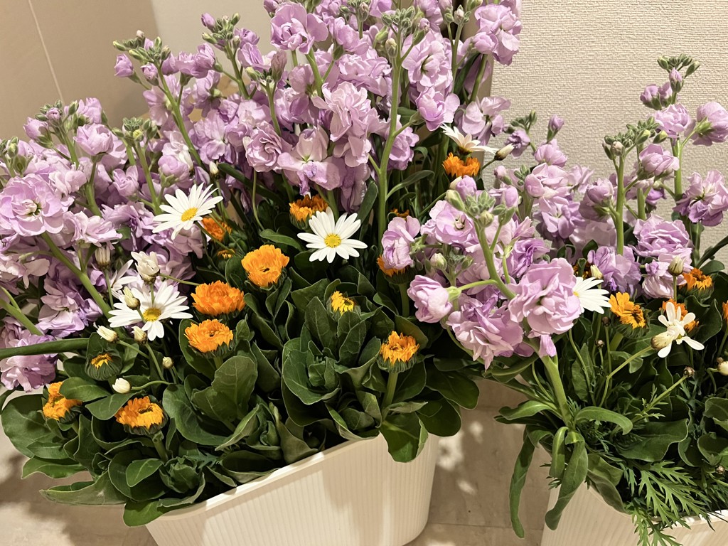 生花】マーガレット(白) 品種おまかせ【50cm/香川県】｜Flower