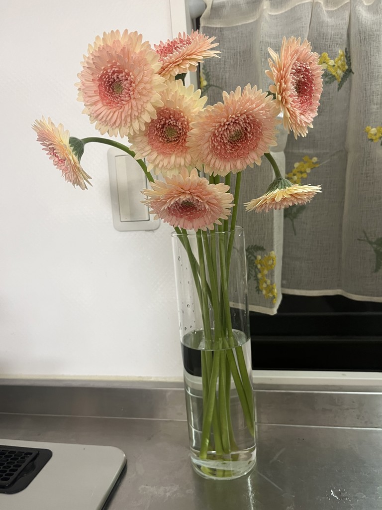 生花】ガーベラ(ポンポン咲き)ピンク 品種おまかせ【60cm/静岡県