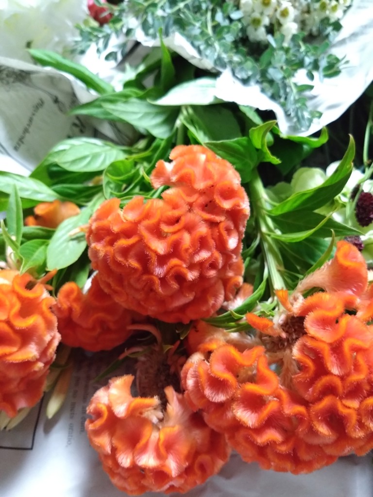 生花】ケイトウ(オレンジ) 品種おまかせ【50cm/愛知県】｜Flower Smith