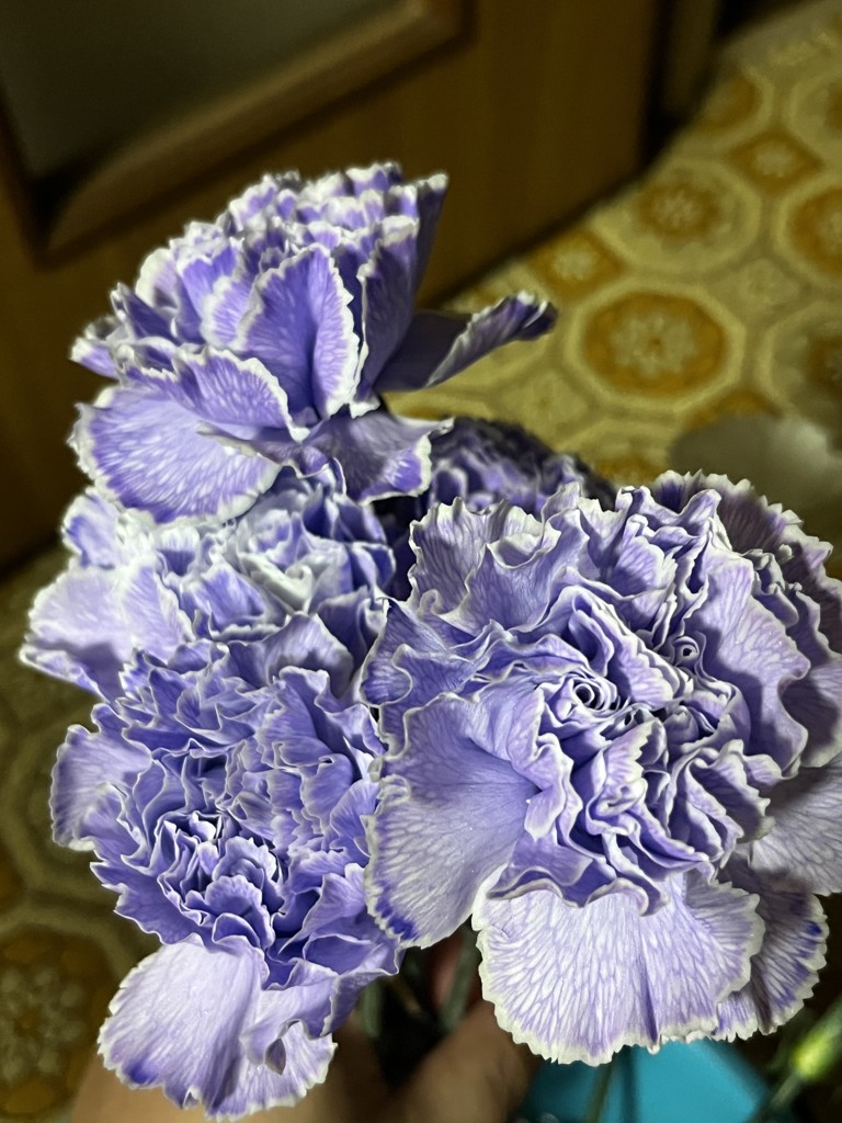ラベンダー　生花　ひとかかえ 生花】カーネーション ティントラベンダー【薄紫/60cm/エクアドル