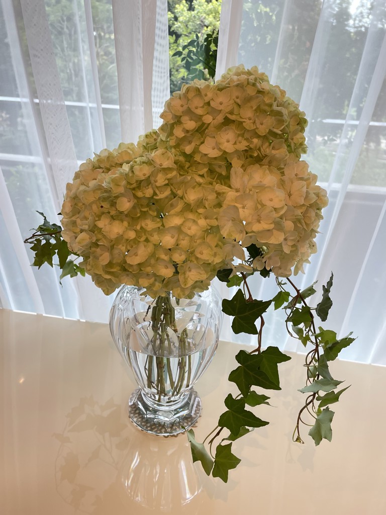 生花】アジサイ ライムグリーン【黄緑/60cm/コロンビア】｜Flower