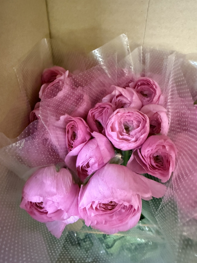 生花】ラナンキュラス(ピンク) 品種おまかせ【50cm/長野県 生花】ラナンキュラス(ピンク) 品種おまかせ【50cm/長野県