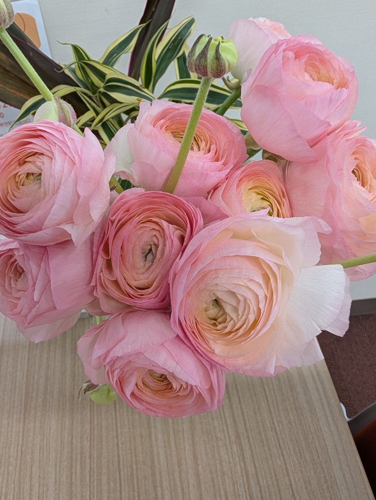 生花】ラナンキュラス(ピンク) 品種おまかせ【50cm/長野県】｜Flower