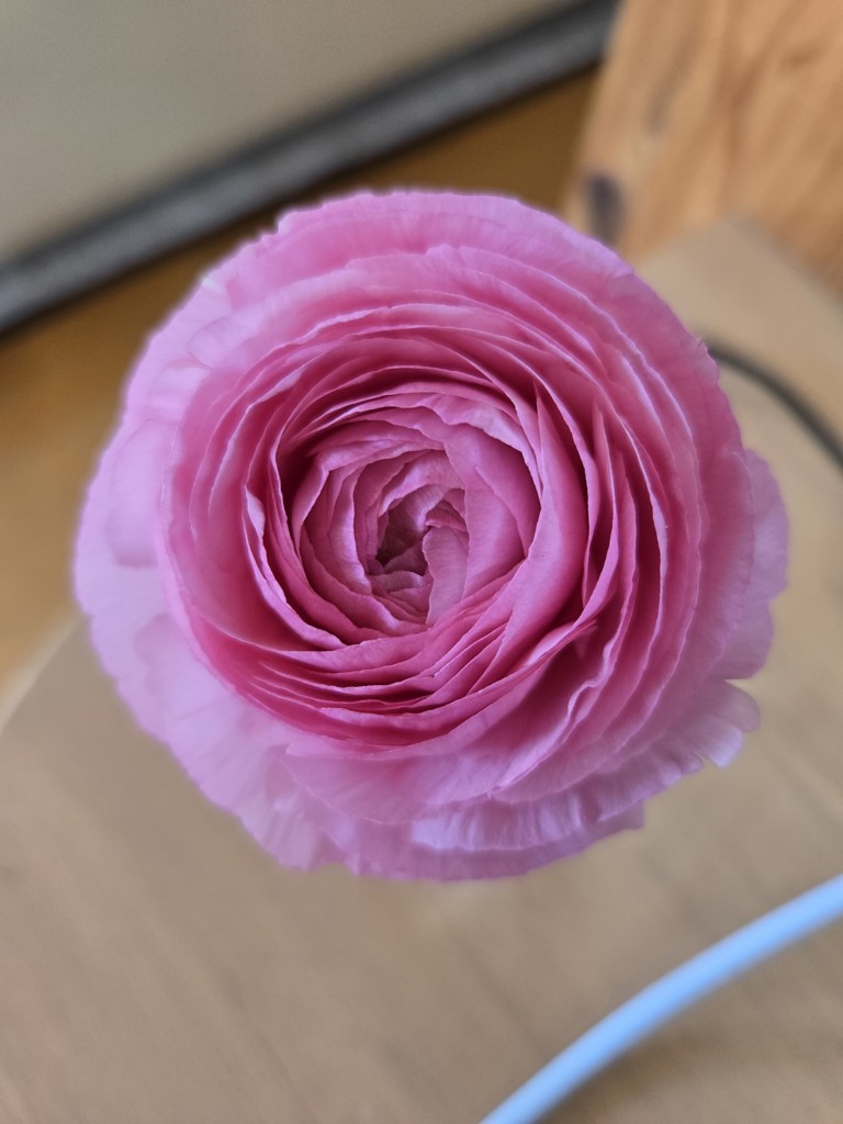生花】ラナンキュラス(ピンク) 品種おまかせ【50cm/長野県】｜Flower