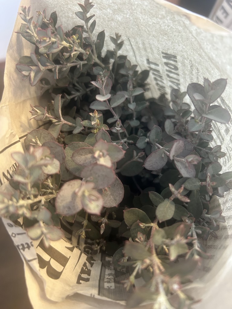 生花】ユーカリ グニユーカリ【緑/60cm/福岡県】｜Flower Smith Market