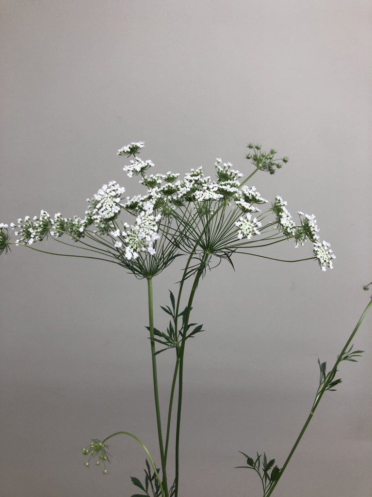 生花】レースフラワー ホワイトレース【白/45cm/千葉県