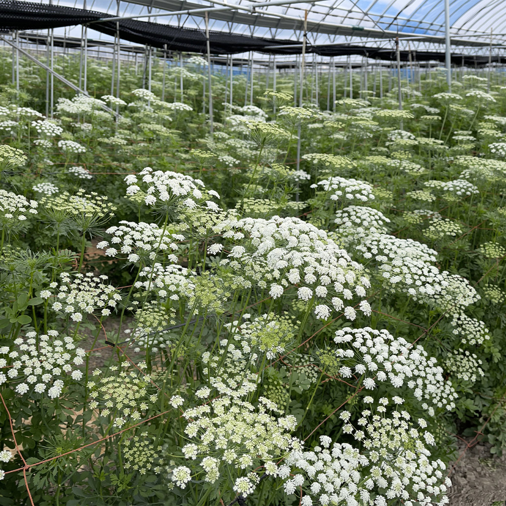 生花】レースフラワー ホワイトレース【白/60cm/千葉県】｜Flower