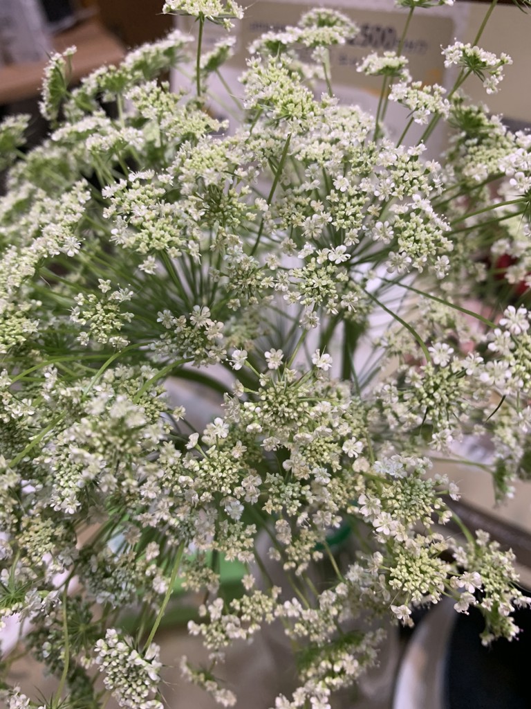 生花】レースフラワー ホワイトレース【白/45cm/千葉県
