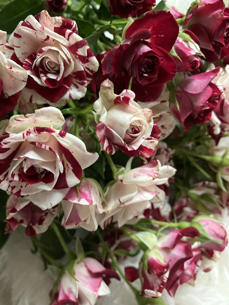 生花】スプレーバラ スパークリンググラフィティ【赤白/60cm