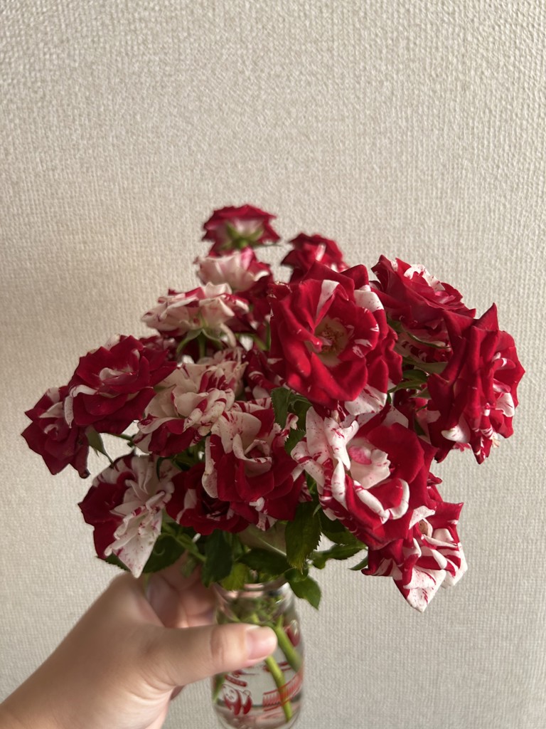 生花】スプレーバラ スパークリンググラフィティ【赤白/60cm/栃木県