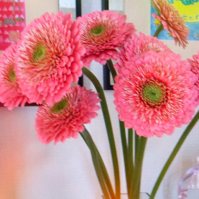 生花】ガーベラ(ポンポン咲き) キューピッド【ピンク/60cm/静岡県