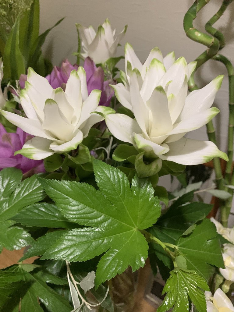 花農家直送！！クルクマ❀ご予約専用ページ❀商品説明必読！！です！！❀ HitoHana 産地直送のお花 | HitoHana（ひとはな）
