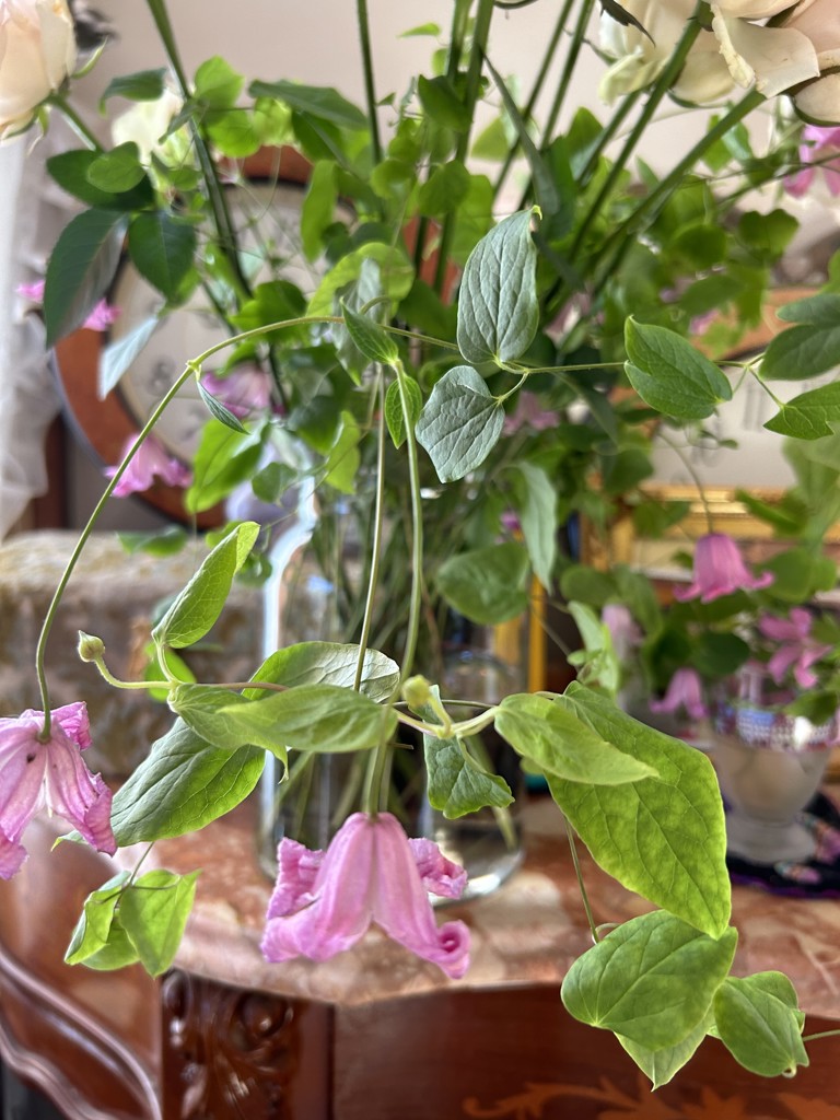 生花】クレマチス エトワールローズ【ピンク/70cm/高知県】｜Flower