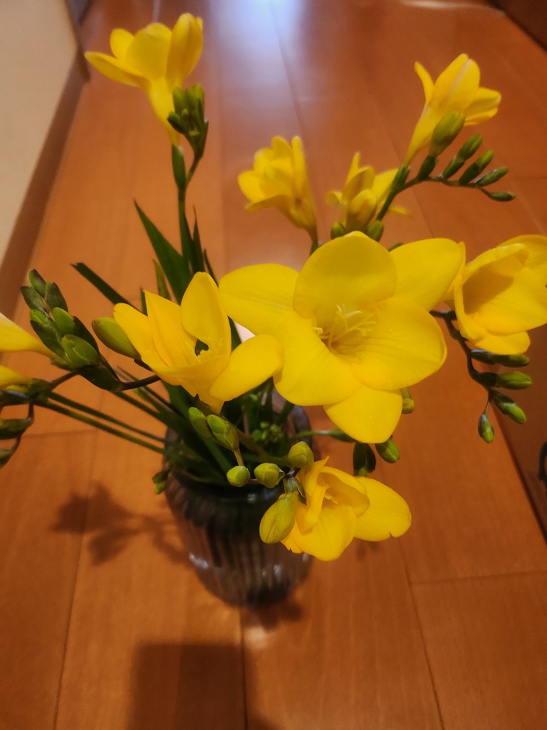 生花】フリージア(黄) 品種おまかせ【50cm/茨城】｜Flower Smith