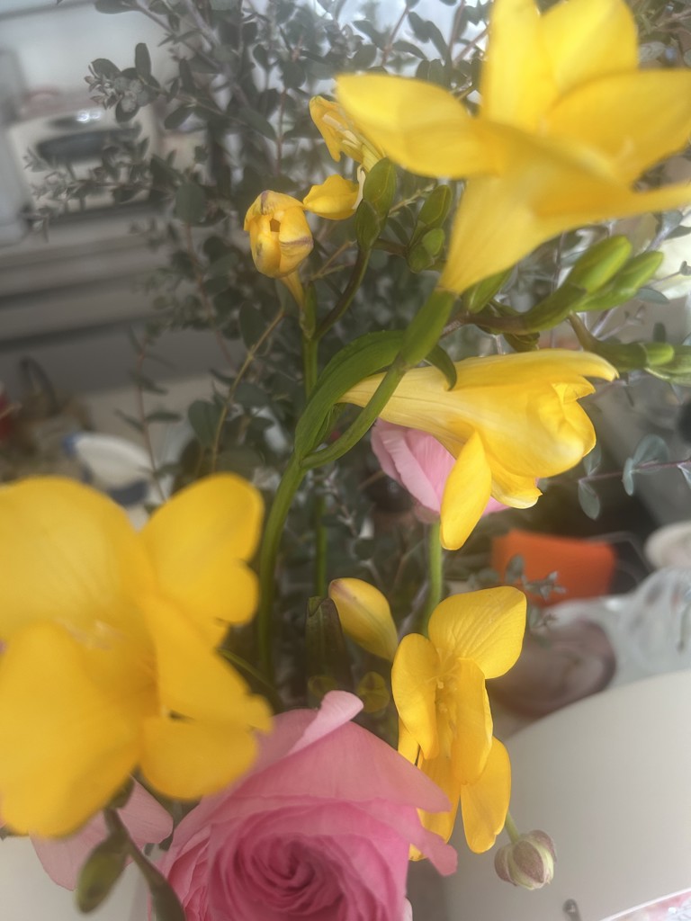 生花】フリージア(黄) 品種おまかせ【50cm/茨城】｜Flower Smith