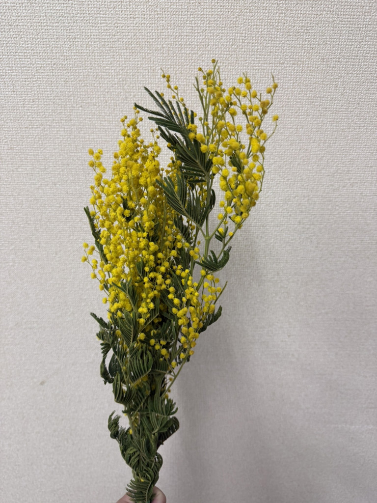 感謝価格！ミモザとバラの春まちハーフリース　ミランドールミモザ　カリステモン 春待ち ミランドールミモザと花々のリース 春待ちミモザリース