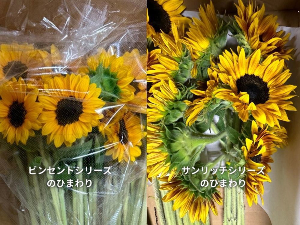 生花】ひまわり サンリッチマロン【黄/60cm/千葉県】｜Flower Smith Market（フラワースミスマーケット）