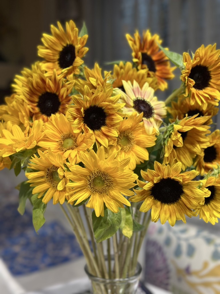 生花】ひまわり サンリッチマロン【黄/60cm/千葉県】｜Flower Smith