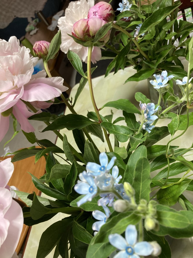 生花】ブルースター ピュアブルー【水色/60cm/北海道】｜Flower Smith