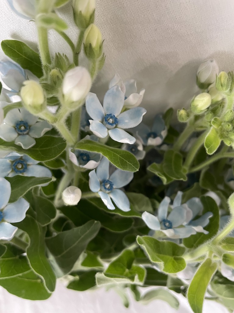 生花】ブルースター ピュアブルー【水色/60cm/北海道】｜Flower Smith