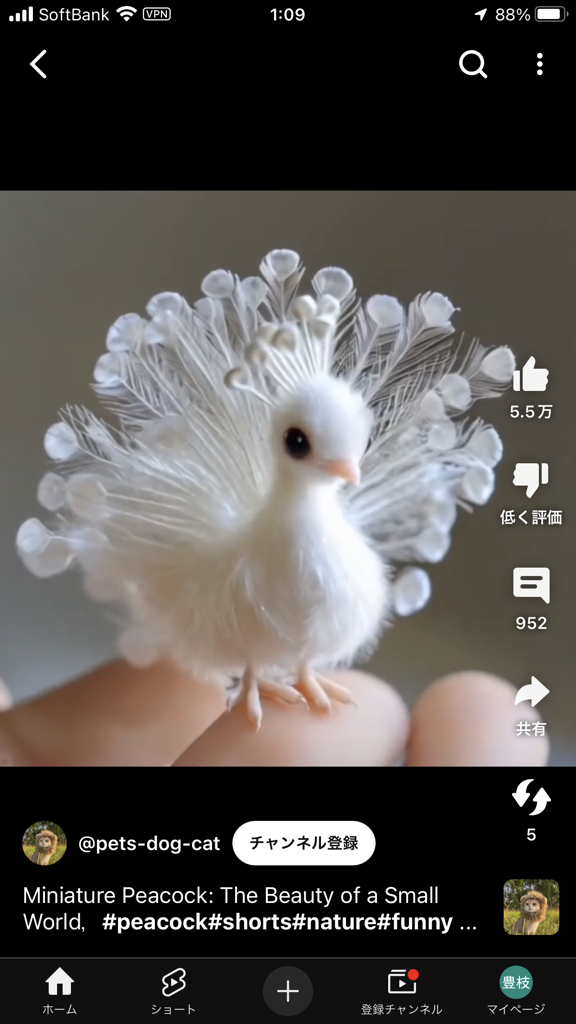 投稿写真