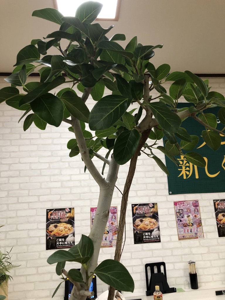 投稿写真