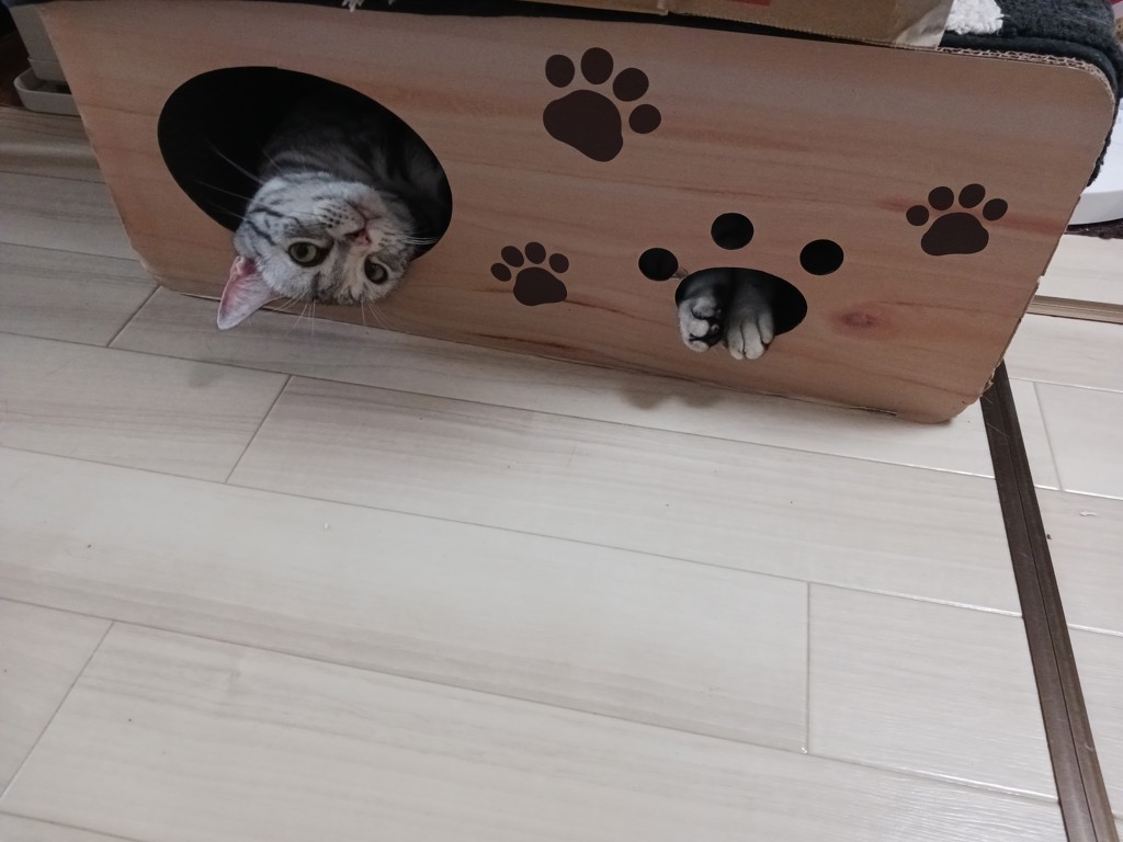 投稿写真