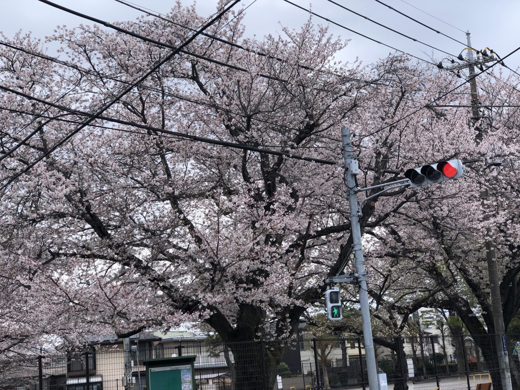 投稿写真
