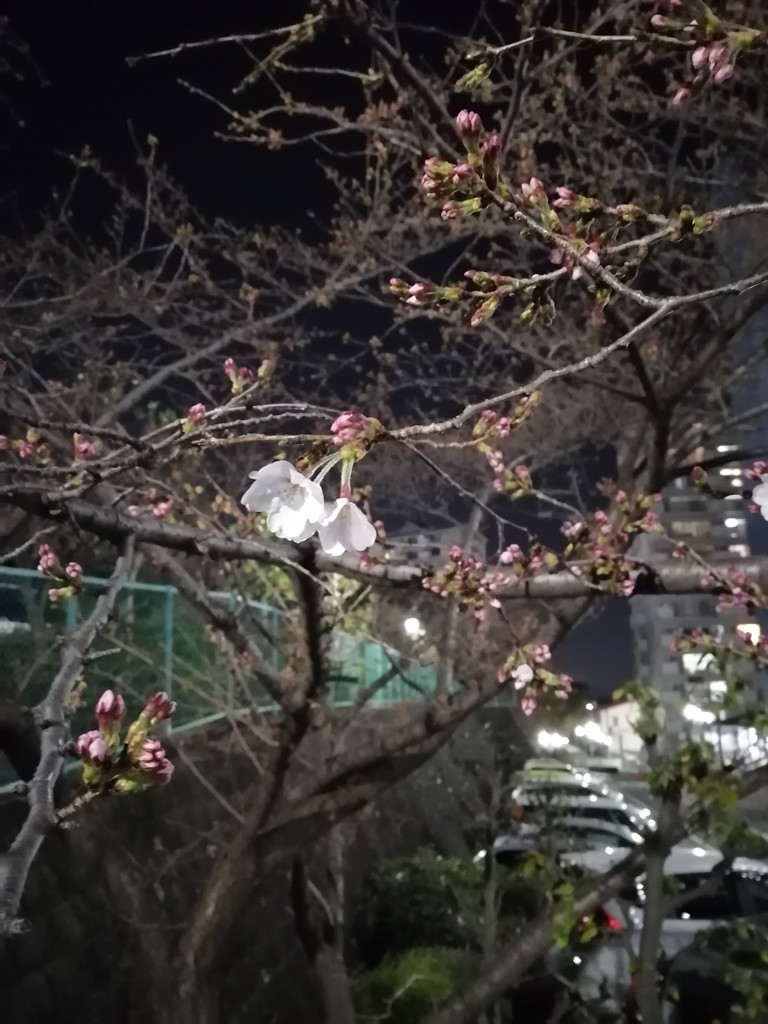 投稿写真