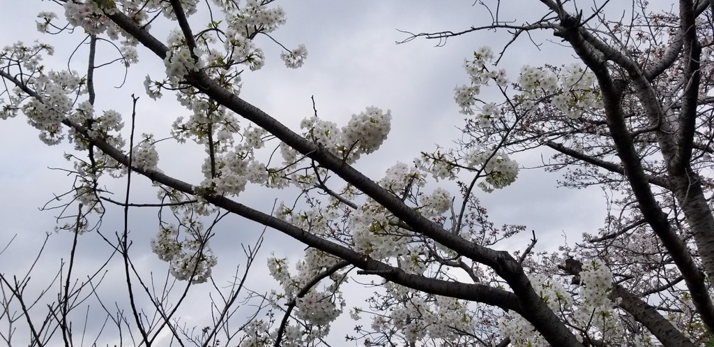 投稿写真