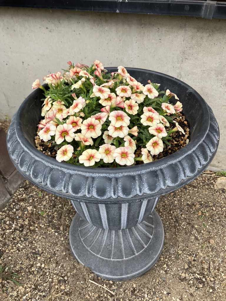 カリブラコア ふわリッチ（R）ストロベリークリーム｜種（タネ）,球根