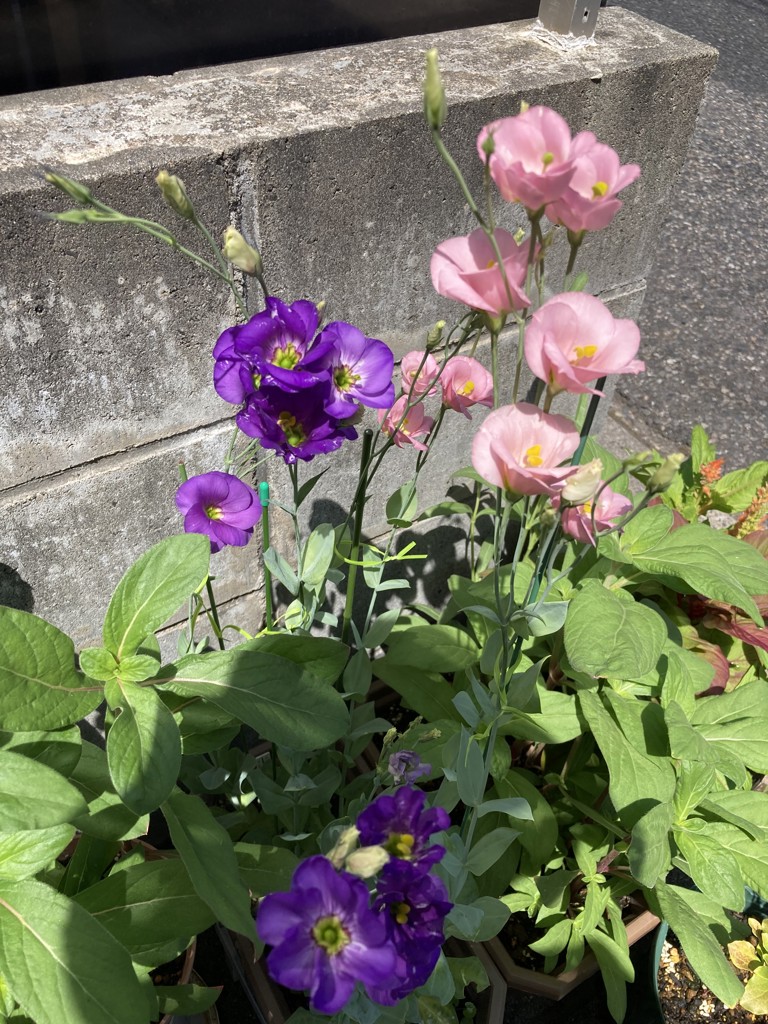投稿写真