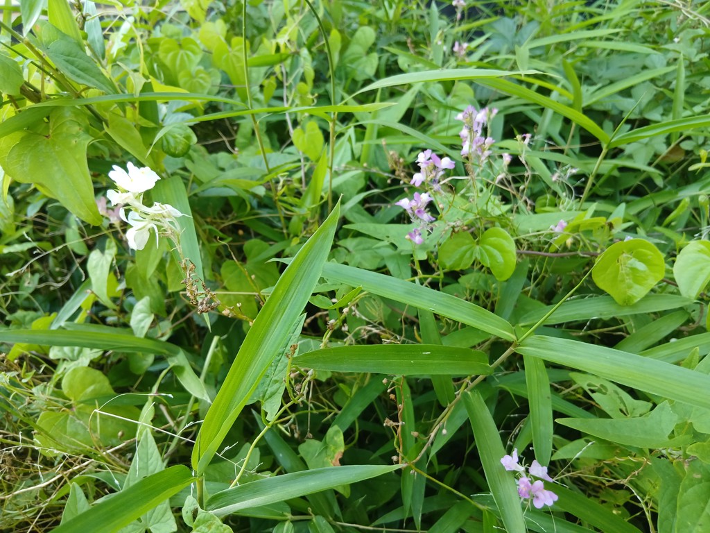 リナリア（姫金魚草） 高性混合｜種（タネ）,球根,苗,資材