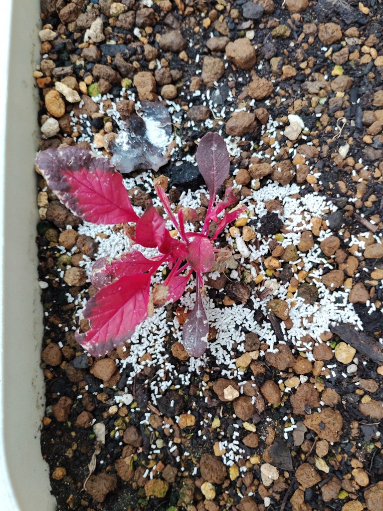 ユーザー写真