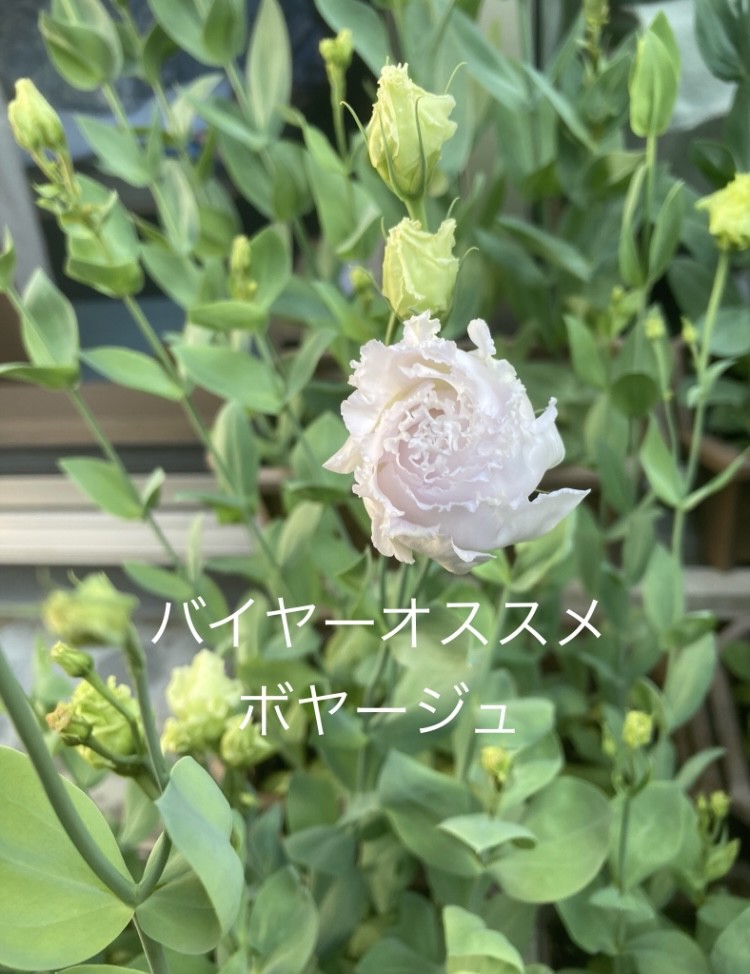 投稿写真