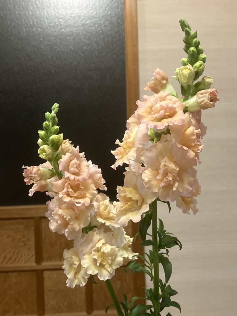 ユーザー写真