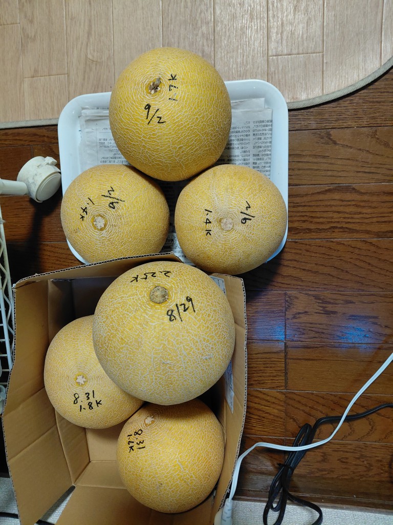 ネットメロン ころたん(R) 自根苗｜種（タネ）,球根,苗,資材