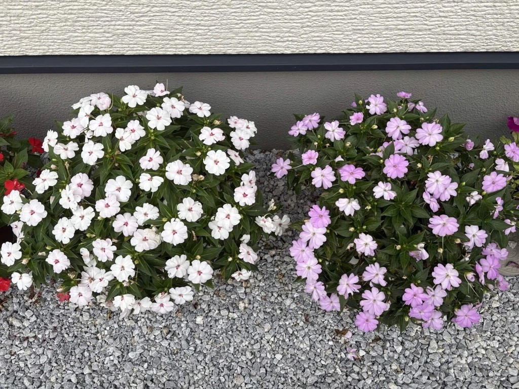 投稿写真