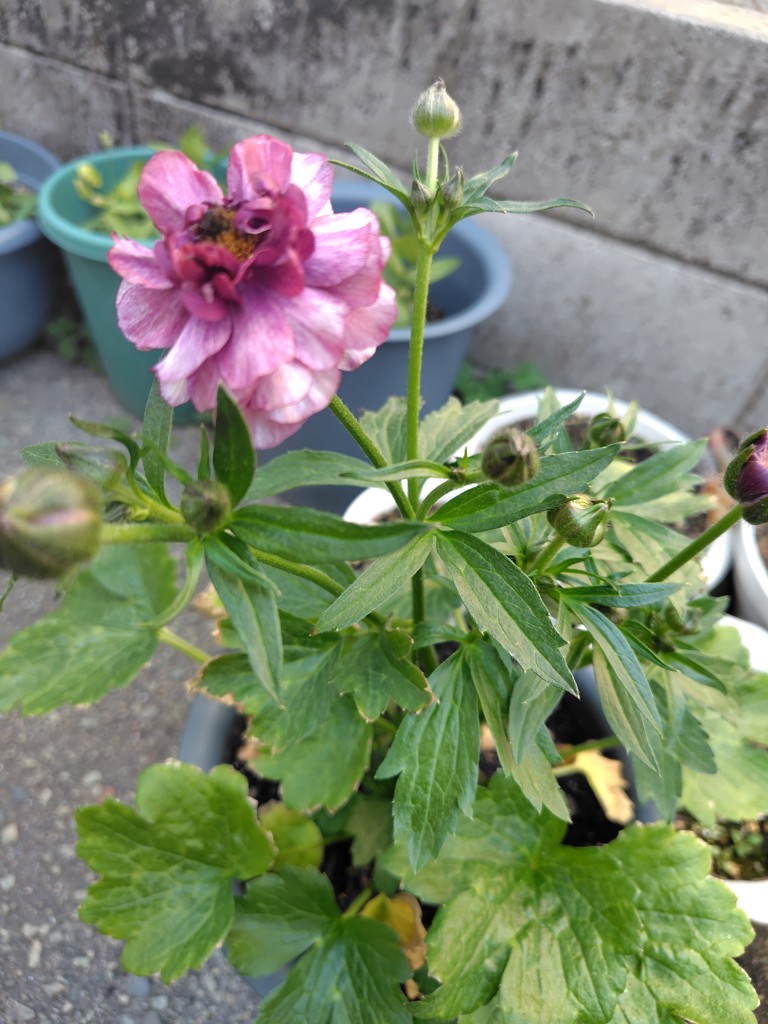 ラナンキュラス ラックス 春色カラー3種セット｜種（タネ）,球根,苗