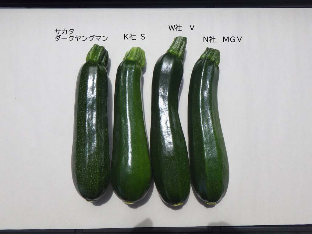 投稿写真