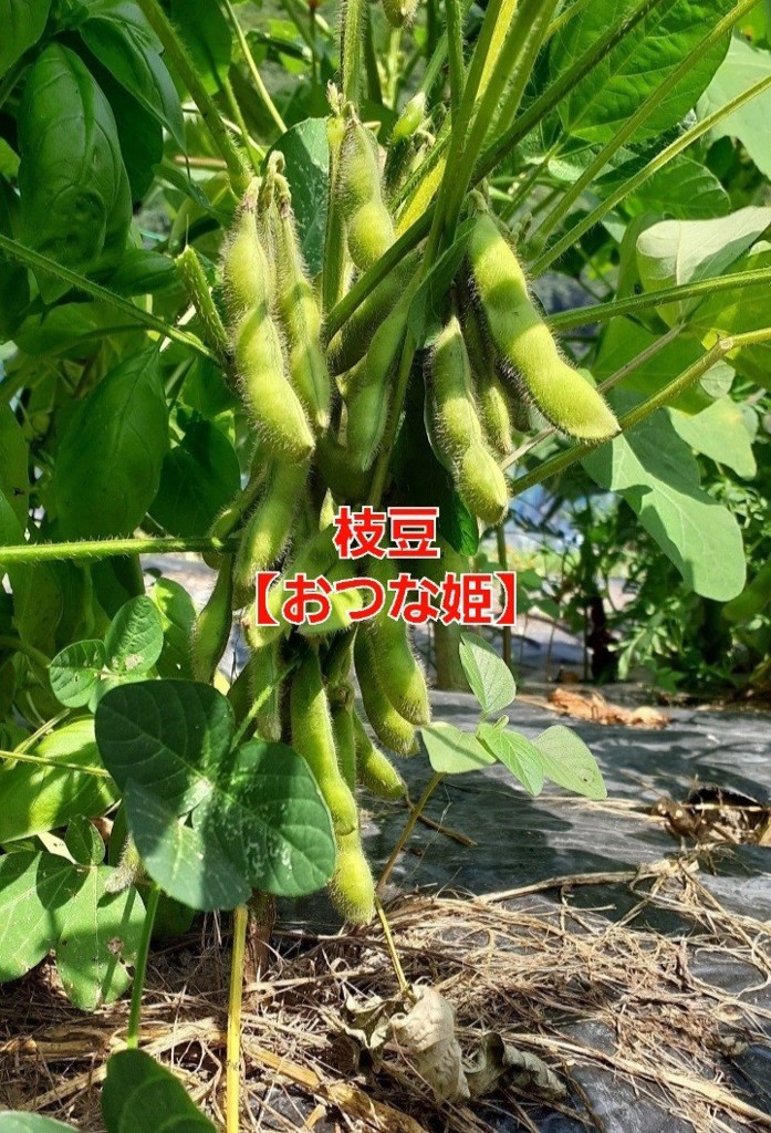 投稿写真