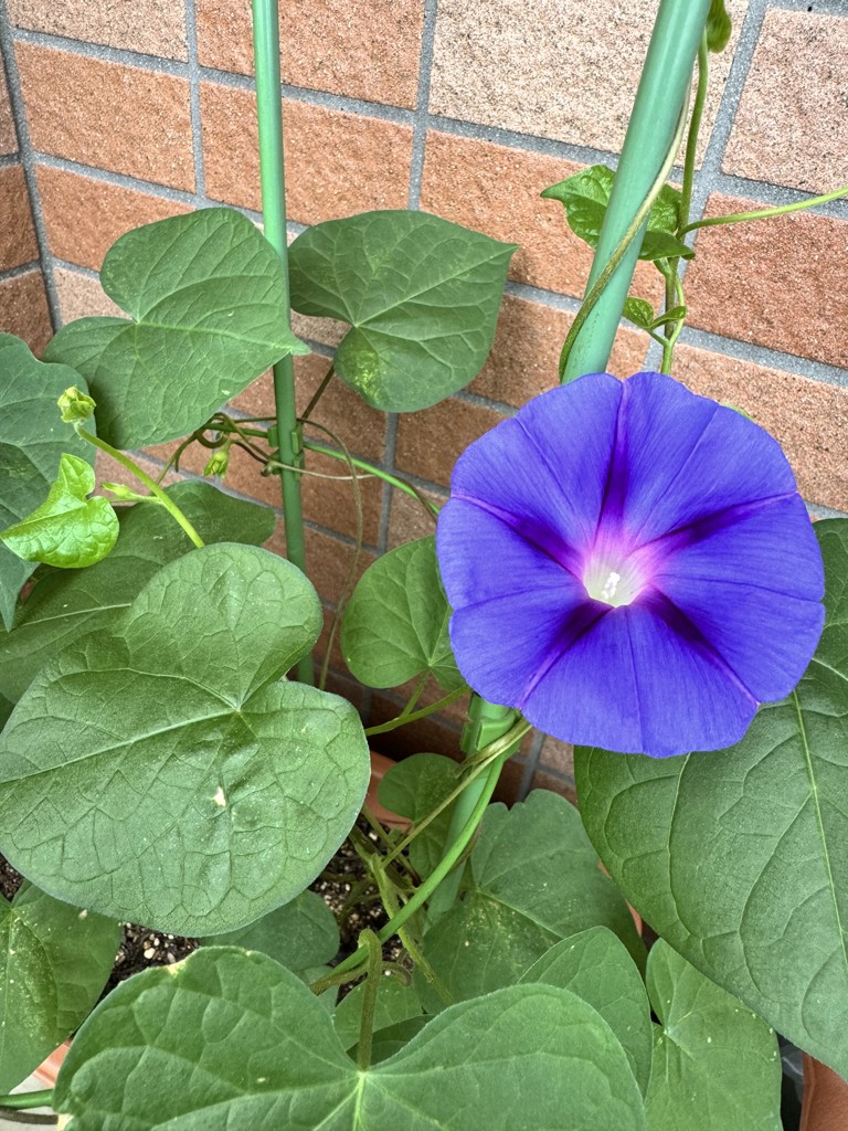 アサガオ 星の混合｜種（タネ）,球根,苗,資材,ガーデニンググッズの