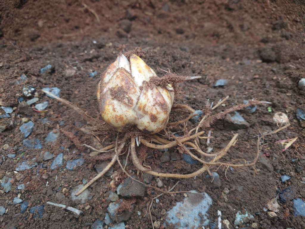 信州産　カサブランカ　白・桃色 71ELyhY-vlL._AC_UF350,