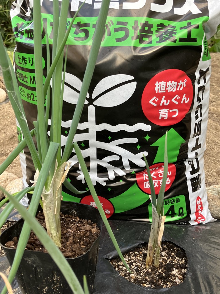 投稿写真