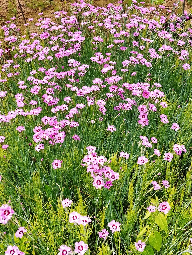 投稿写真