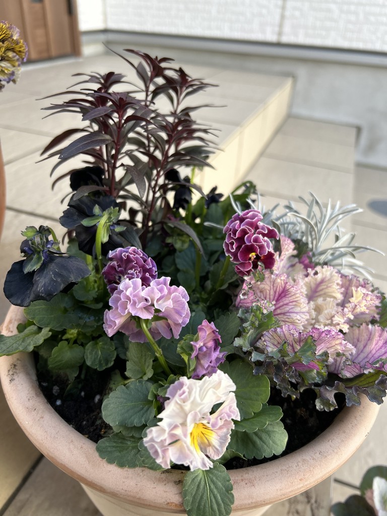 ビオラ ポンゼヴェールCOCO コットンピンク｜種（タネ）,球根,苗,資材