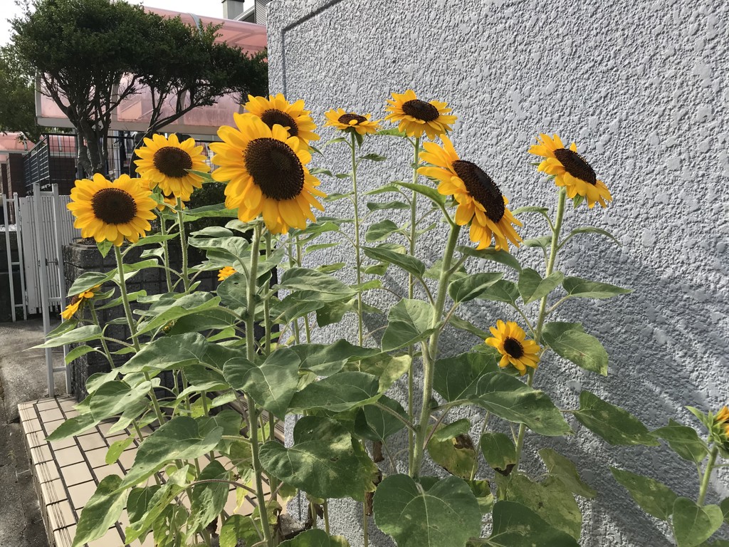 投稿写真