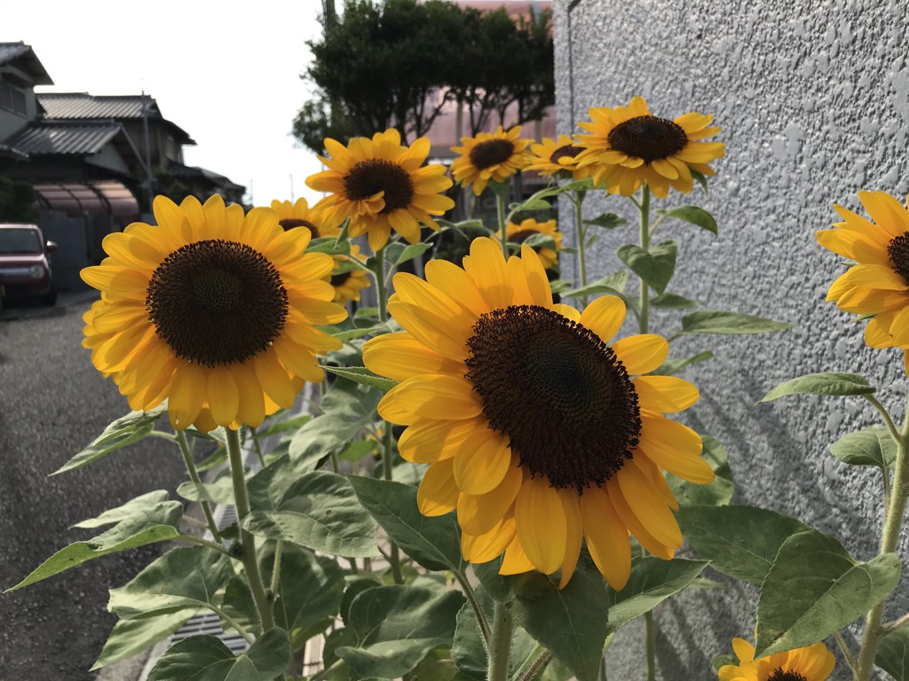 投稿写真
