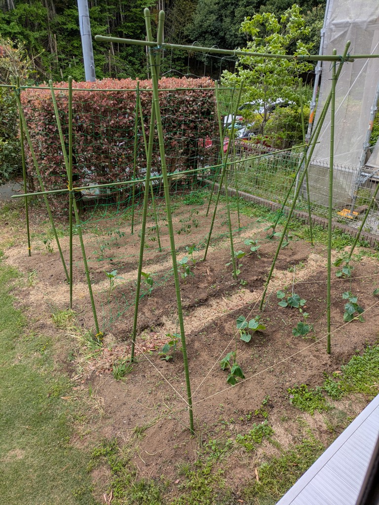 人気の接木苗 6種セット 接木苗｜種（タネ）,球根,苗,資材