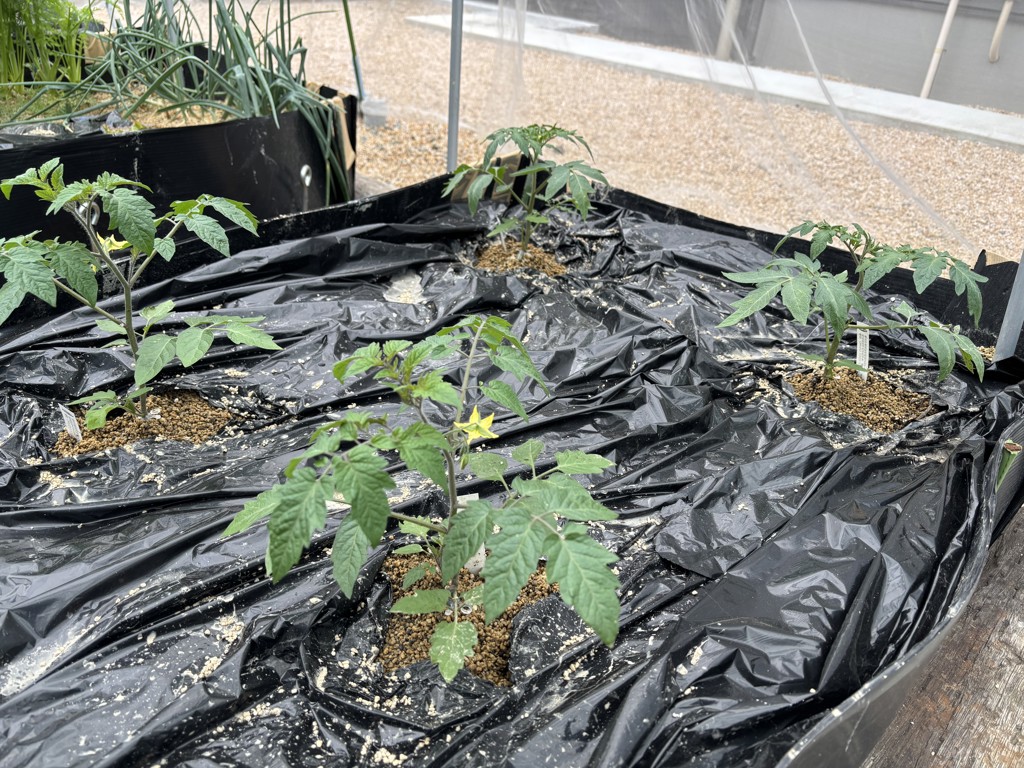 人気の接木苗 6種セット 接木苗｜種（タネ）,球根,苗,資材